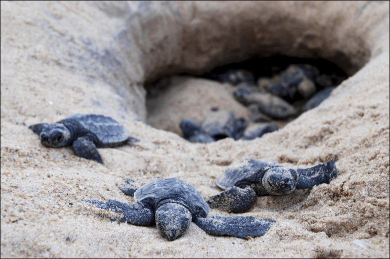 baby-turtles-from-rushikulya-beach-ganjam-india.jpg