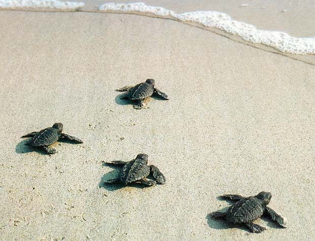 baby-turtles-towards-water.jpg