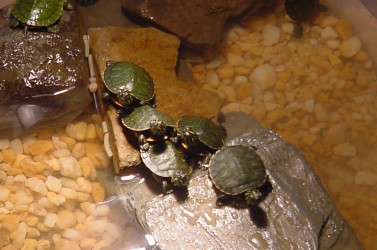 baby turtle pile