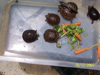 baby turtles eating veggies