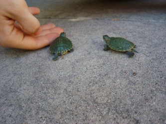 baby turtles moving