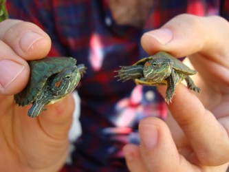 baby flying turtles