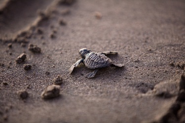baby-sea-turtle-1