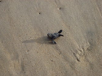 baby-sea-turtle-2
