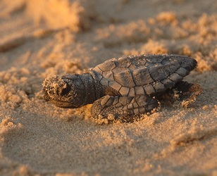 baby-sea-turtle-3
