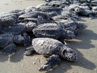 baby-sea-turtles-1