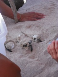 baby turtles hatching