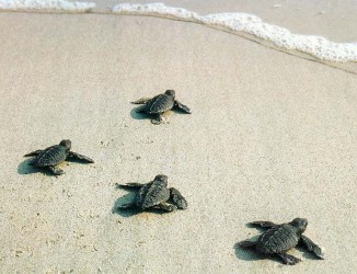 baby turtles towards water