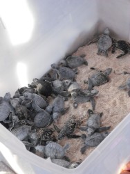 box of baby turtles